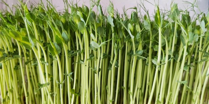 麻豌豆种植全攻略（育苗、播种、管理、采收）