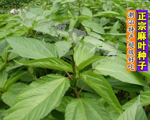 麻叶，一种有着独特用途的植物叶子（了解麻叶的来源）
