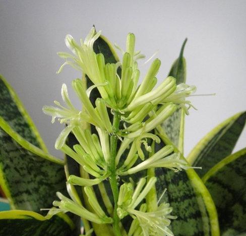 富贵竹开花(福寿双全) 富贵竹开花(福寿双全)