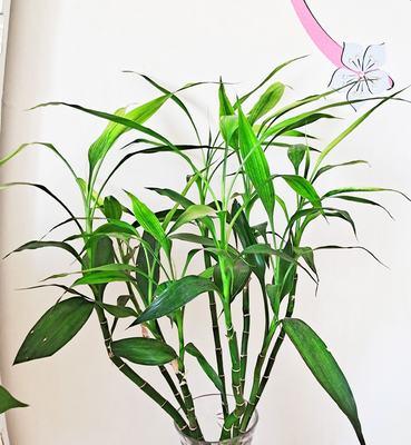 富贵竹开花(福寿双全) 富贵竹开花(福寿双全)