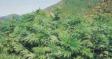 麻籽是什么植物的种子（认识麻籽的来源与营养）