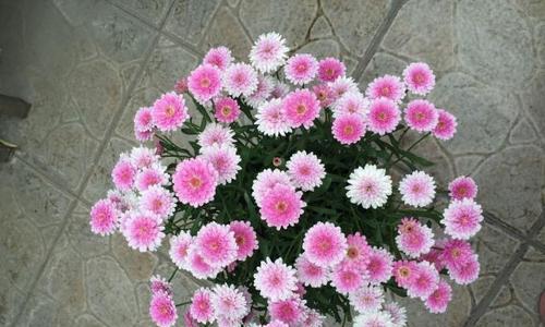 玛格丽特花的养殖方法与注意事项（打造美丽花园）