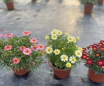 玛格丽特花冬季养护指南（如何让玛格丽特花度过严寒冬季）