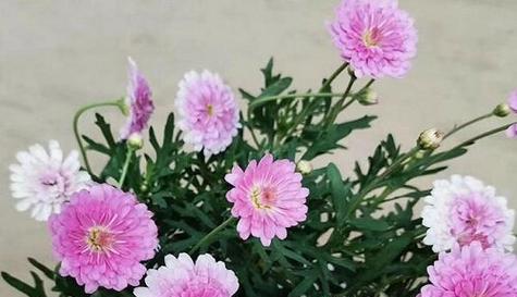 玛格丽特花冬季养护指南（如何让玛格丽特花度过严寒冬季）