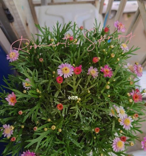 玛格丽特花的繁殖技巧（繁殖时间）