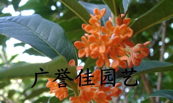 桂花香韵的象征意义及寓意探究（桂花的美丽芬芳与情感寄托）