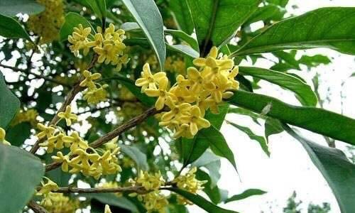 桂花树的寓意与象征风水（芳香扑鼻）