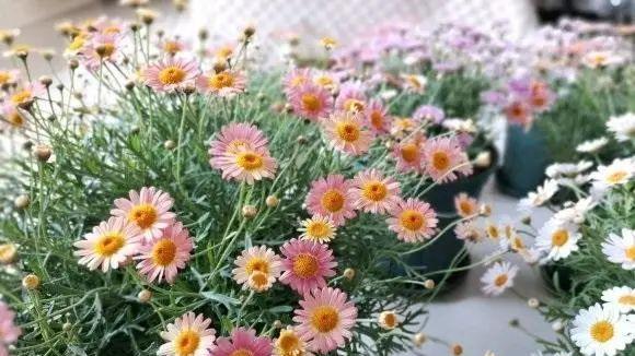 探秘玛格丽特的开花时间和花期长度（了解玛格丽特花卉的生长特点和养护技巧）