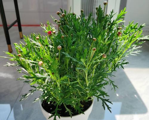玛格丽特夏天养护指南（阳光）