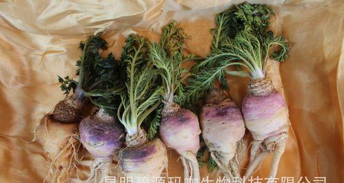 玛卡泡水喝，提高健康指数（玛卡泡水喝的作用及方法）