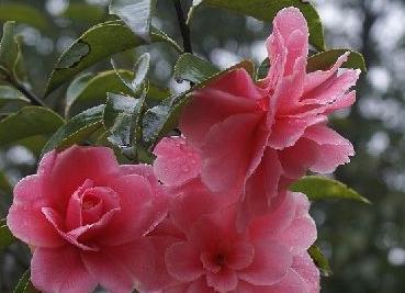 马鞍山市花——梅花，背后的故事（探寻梅花在马鞍山文化中的地位和意义）
