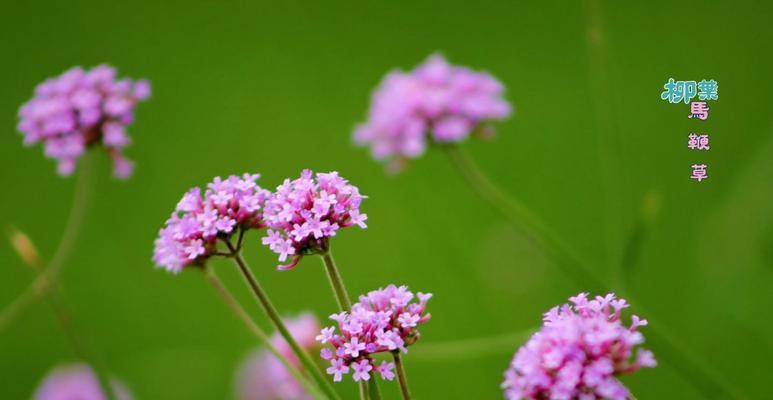 马鞭草开花时间及花期（夏季花开）