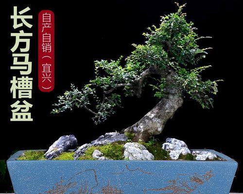 马槽盆的植物选择与栽培技巧（以这些适合种植的植物让马槽盆更有生气）