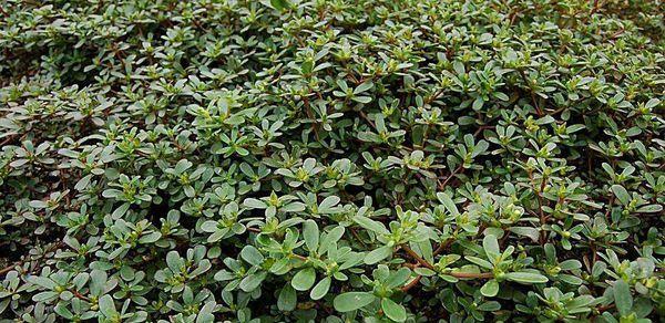 认识马齿苋——一种独特的绿色蔬菜（探索马齿苋的特点）