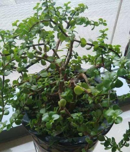 马齿苋树修剪指南（学会正确修剪）