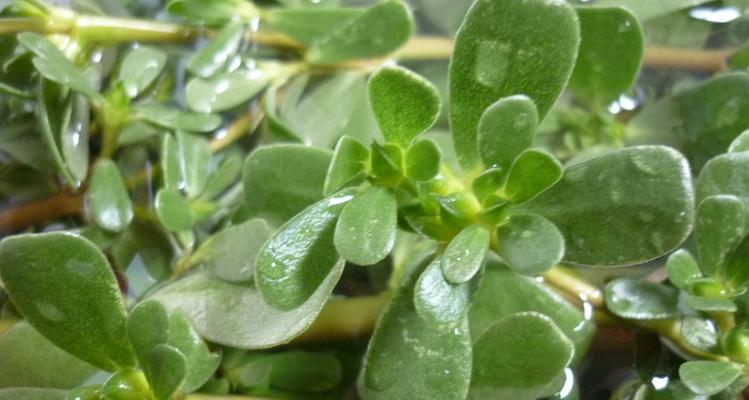 马齿苋——农村蔬菜中的营养之王（了解农村蔬菜中的明珠）