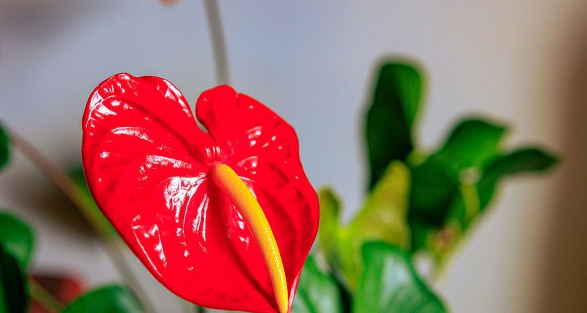 红掌花的象征意义与文化内涵（揭开红掌花背后的神秘面纱）