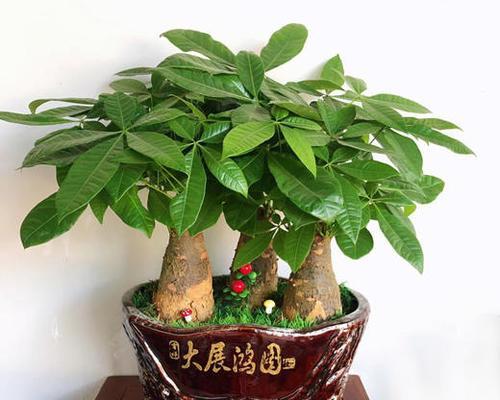 红掌的风水寓意与摆放位置（揭秘红掌在家居风水中的奥秘）