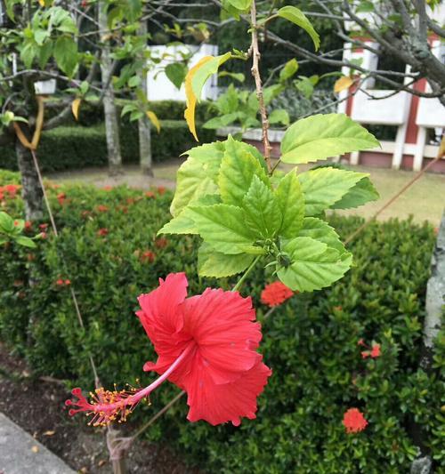 马来西亚国花——霹雳兰（一朵源自热带雨林的风情万种的花卉）