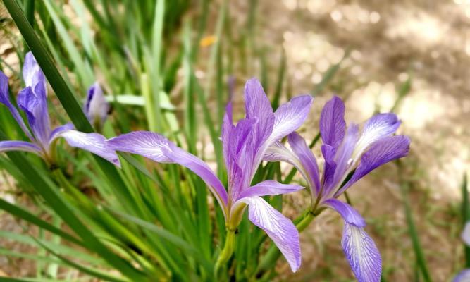 马兰花种植全指南（春季栽种）