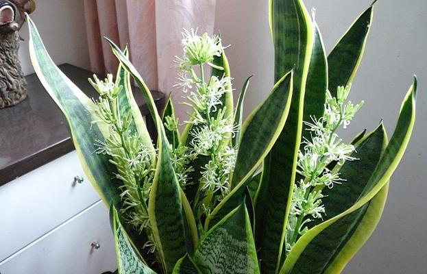 虎皮兰花的寓意与象征（探寻虎皮兰背后的花语之谜）