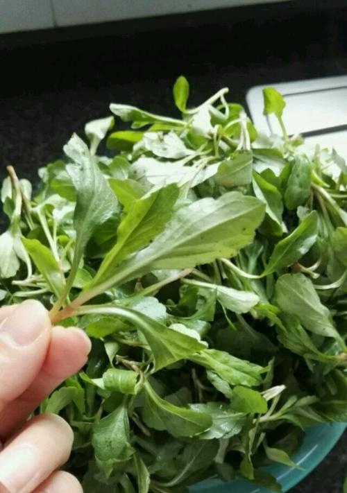马兰头食用指南（发现美食之旅）