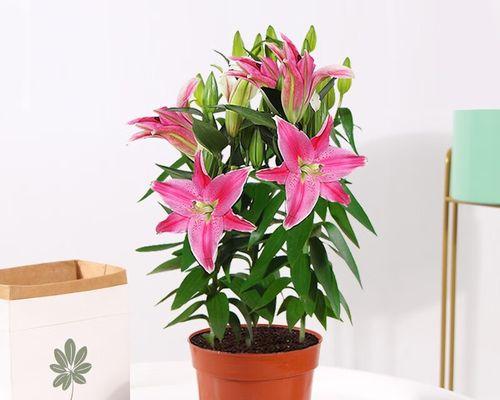 黄百合花的象征意义（花开寓意与生活的启示）