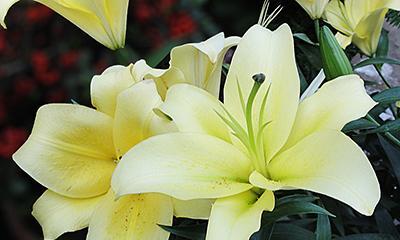 黄百合花的花语与寓意——阳光之花的美丽传说（探索黄百合花的花语与寓意）