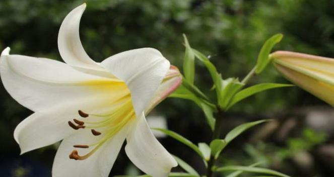 黄百合花的花语与寓意——阳光之花的美丽传说（探索黄百合花的花语与寓意）