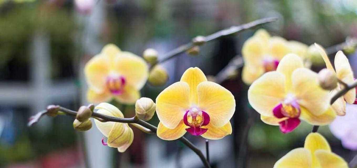 黄蝴蝶兰的花语与寓意（揭秘黄蝴蝶兰的神秘力量——黄蝴蝶兰的花语与寓意）
