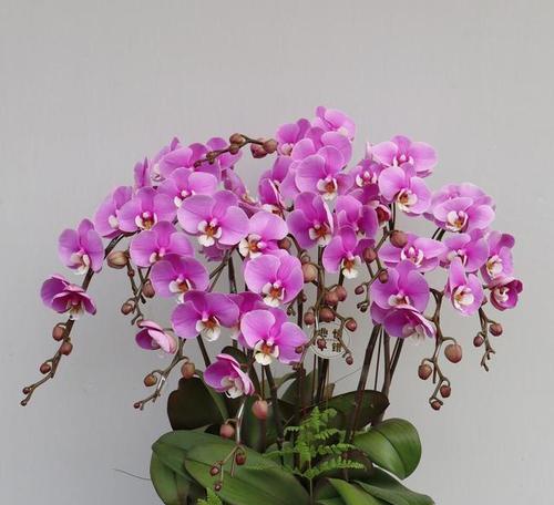 黄蝴蝶兰的花语与寓意（揭秘黄蝴蝶兰的神秘力量——黄蝴蝶兰的花语与寓意）
