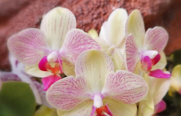 黄蝴蝶兰的花语与寓意（揭秘黄蝴蝶兰的神秘力量——黄蝴蝶兰的花语与寓意）