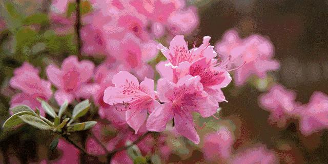 黄山市花杜鹃花的象征与意义（探寻杜鹃花的文化内涵与价值）