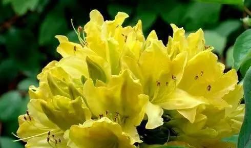 黄山市花杜鹃花的象征与意义（探寻杜鹃花的文化内涵与价值）