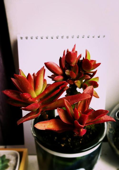 以火祭的花语与寓意（花开烈焰）