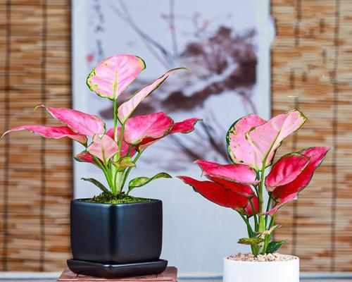 吉利红花开时，寓意吉祥祝福（一朵吉利红花的盛开）