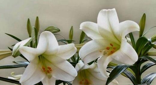 金百合花语与寓意解读（传递爱与美的金百合）