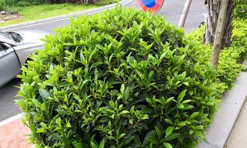 城市马路绿化植物品种大全（从榕树到吊兰）