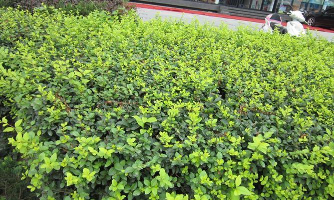 城市马路绿化植物品种大全（从榕树到吊兰）
