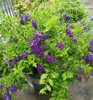 金露花的花语与寓意（揭开金露花的花语之谜）