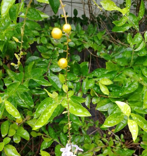 金露花的花语与寓意（揭开金露花的花语之谜）