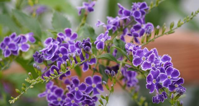 金露花的花语与寓意（揭开金露花的花语之谜）