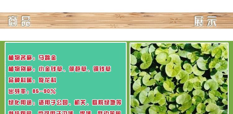 马蹄草的神奇功效与作用（探秘马蹄草的健康奥秘）