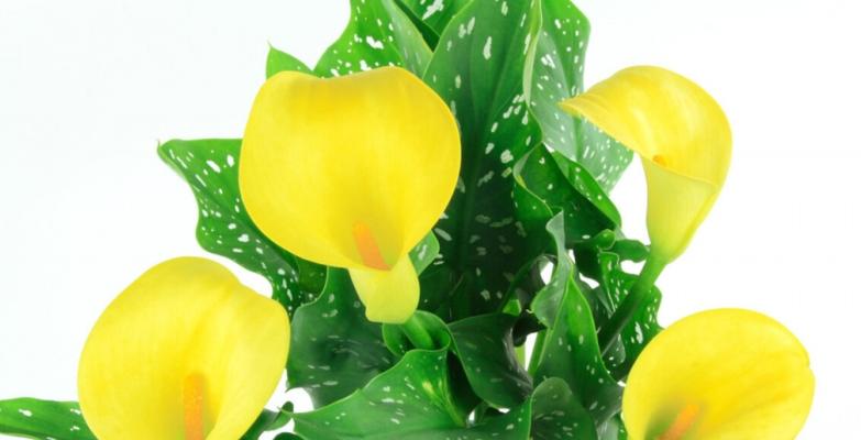 马蹄莲冬季开花的方法与技巧（寒冬中盛放的美丽花朵——马蹄莲）
