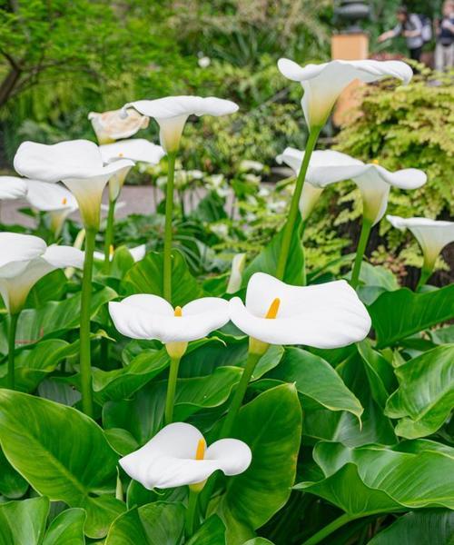 马蹄莲冬季开花的方法与技巧（寒冬中盛放的美丽花朵——马蹄莲）