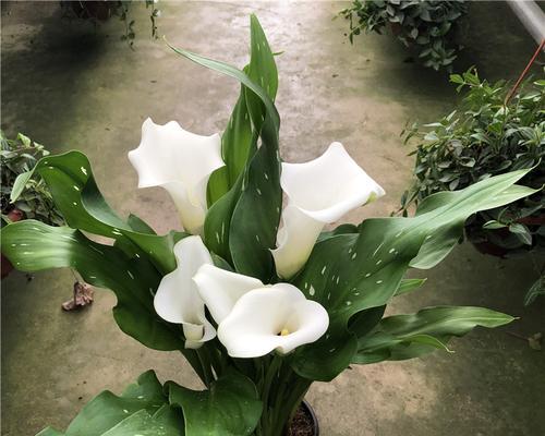 马蹄莲的花期及生长习性（马蹄莲的花期多长时间）