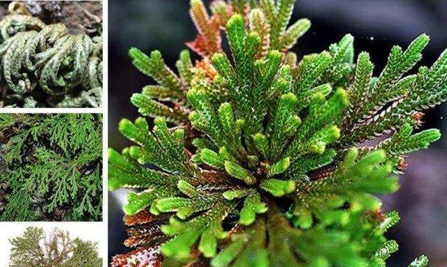 卷柏的花语和寓意（探索卷柏花语的深意）