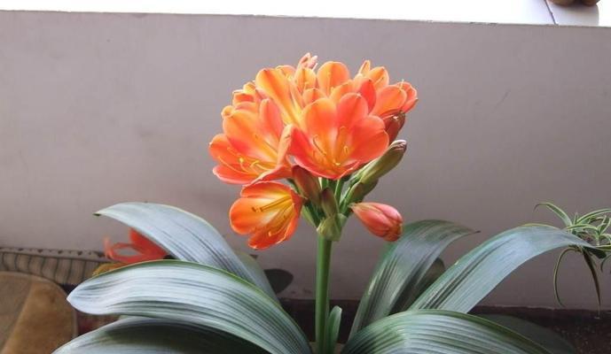 以君子兰开花风水寓意