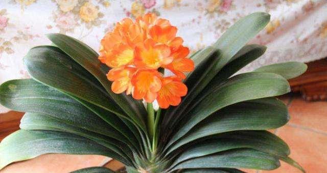以君子兰开花风水寓意