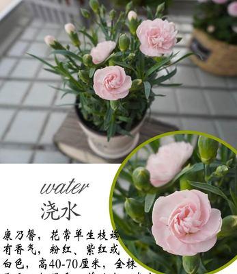 康乃馨的风水寓意和摆放位置（发掘康乃馨的风水之美）